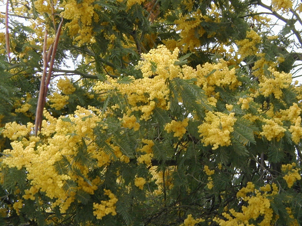 mimosa, simbolo 8 marzo